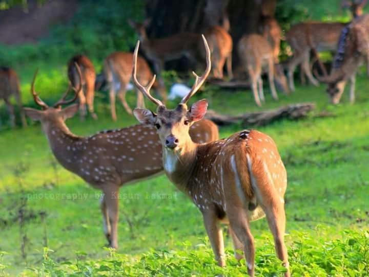 Kottamba Yala Stay & Safari Тисамахарама Екстериор снимка