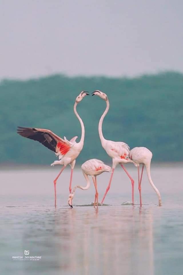 Kottamba Yala Stay & Safari Тисамахарама Екстериор снимка