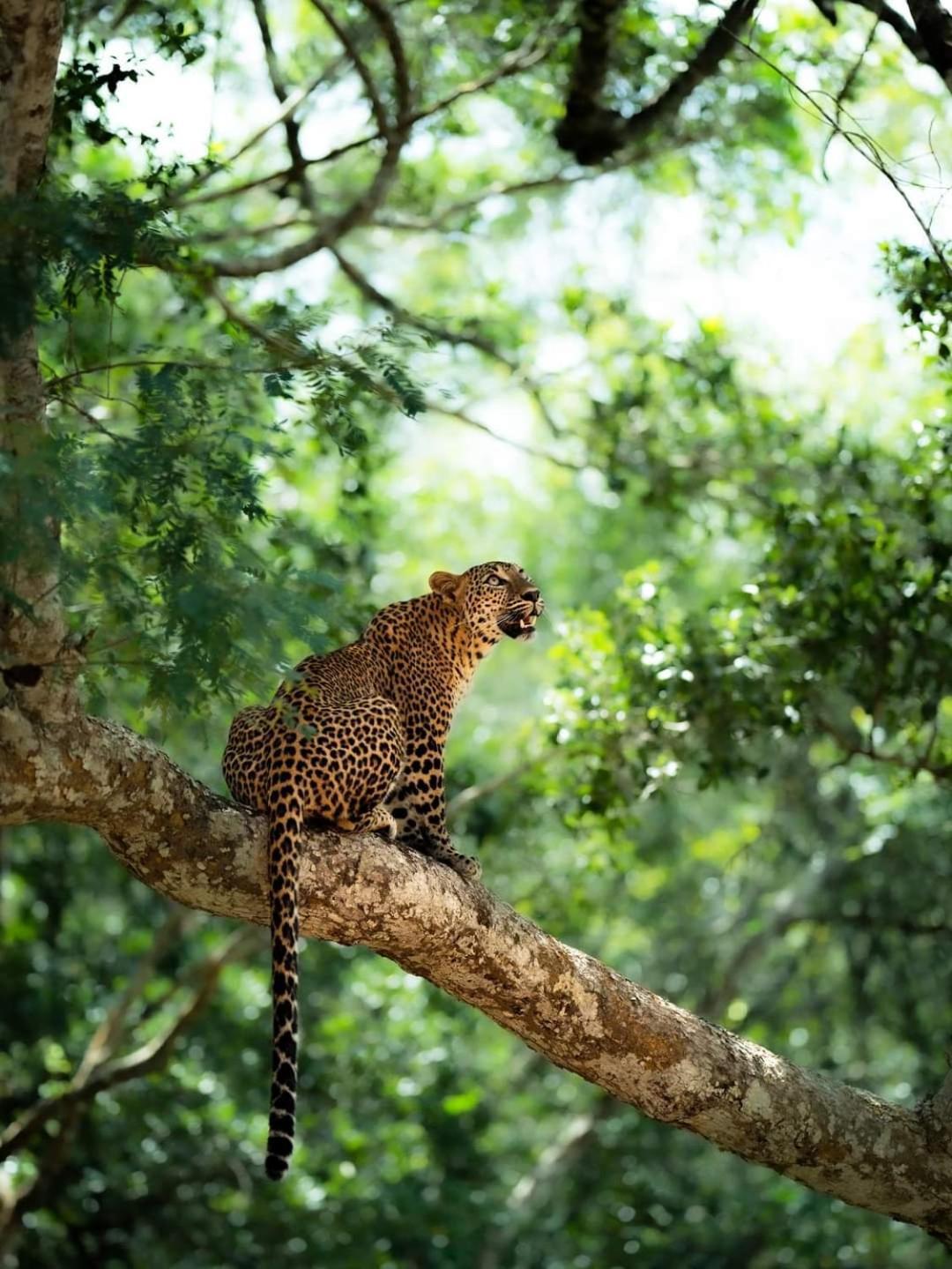 Kottamba Yala Stay & Safari Тисамахарама Екстериор снимка