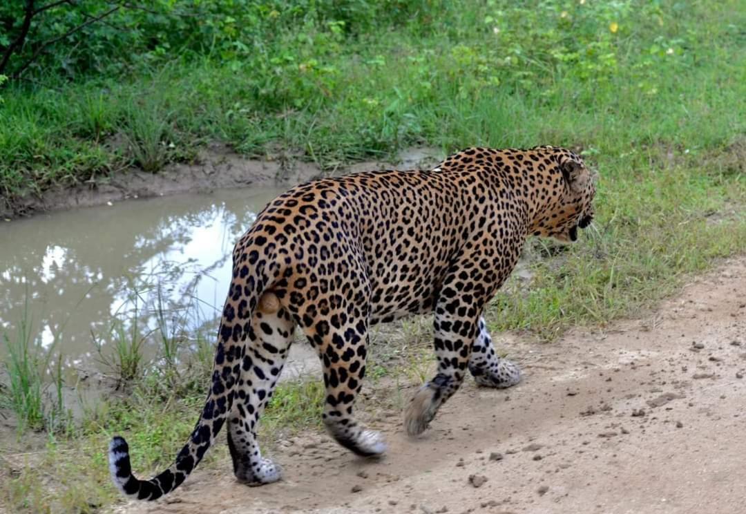 Kottamba Yala Stay & Safari Тисамахарама Екстериор снимка