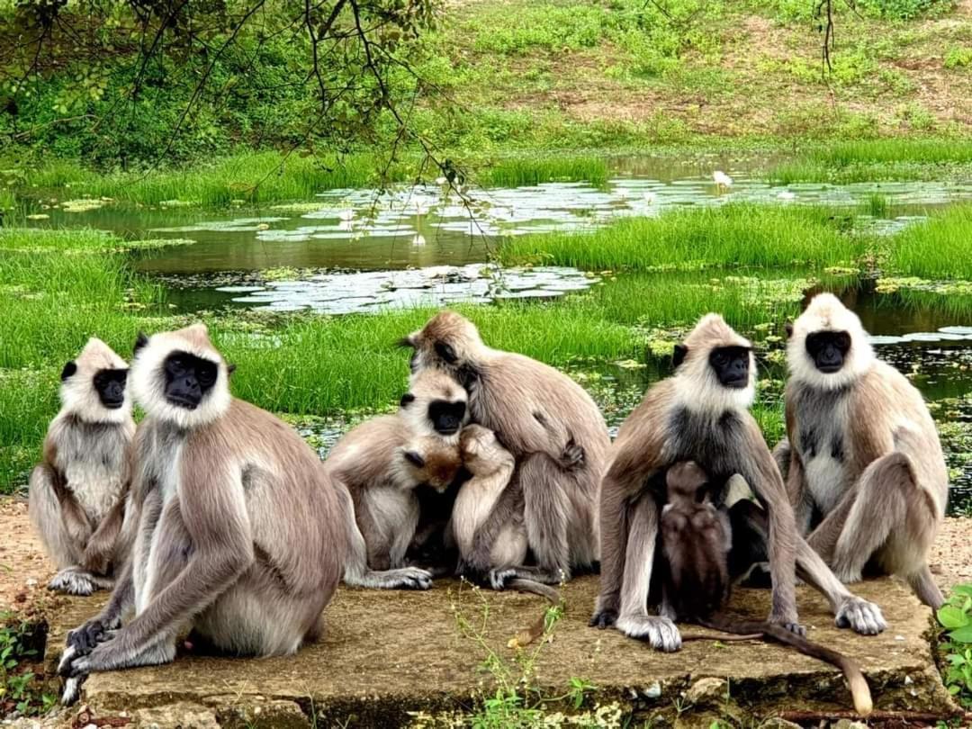 Kottamba Yala Stay & Safari Тисамахарама Екстериор снимка