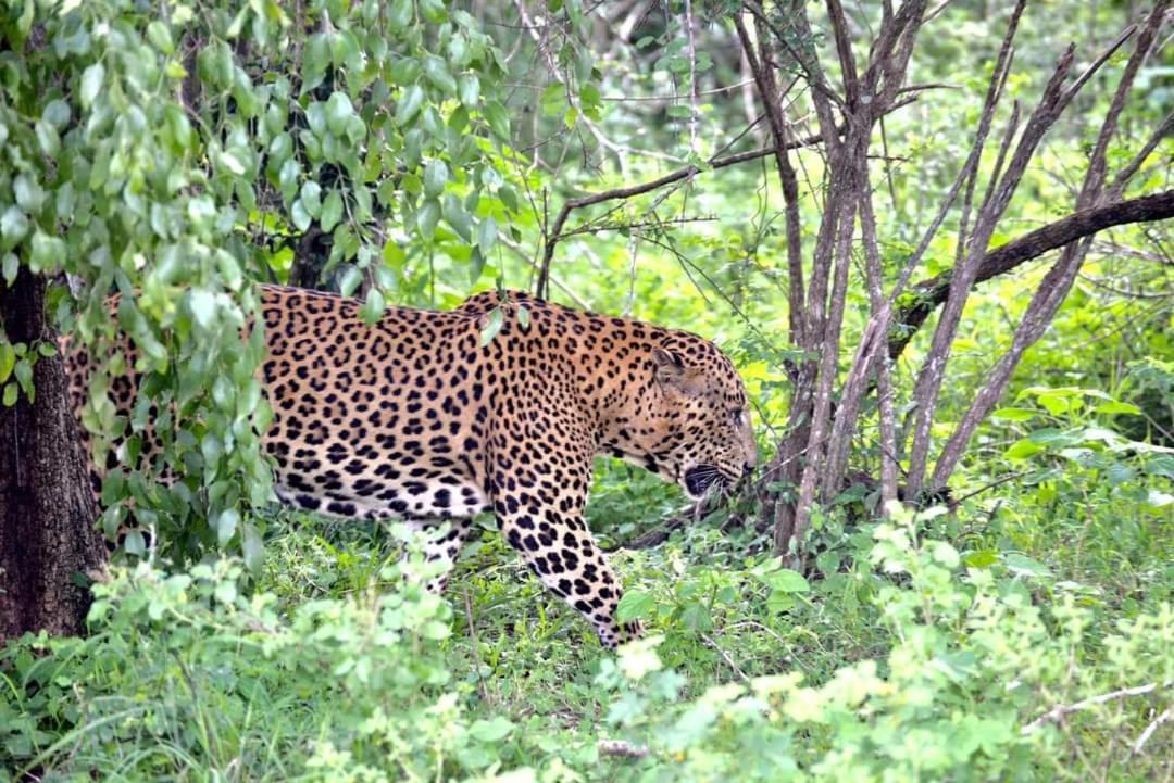 Kottamba Yala Stay & Safari Тисамахарама Екстериор снимка